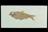 Fossil Fish (Knightia) - Green River Formation #122809-1